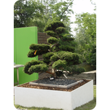 Schaufenster 2009 BK 06