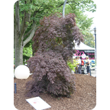 Schaufenster 2009 BK 19