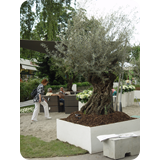 Schaufenster 2009 BK 57