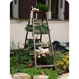 Schaufenster 2009 BK 72