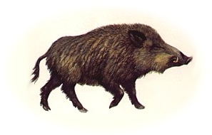 Europäisches Wildschwein